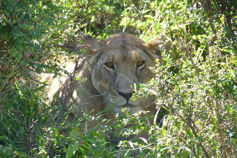 Hidden lion by Daisy Janssens