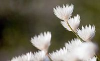 Witte bloemen II #pantheraafrica van Minie Drost thumbnail