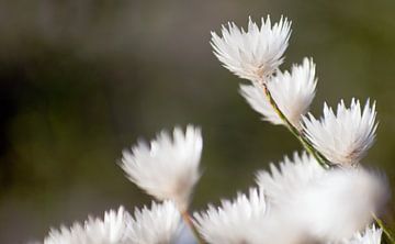 Witte bloemen II #pantheraafrica van Minie Drost