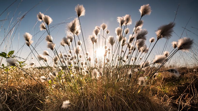 Katoengras van Kurt Krause