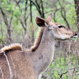 Browsing Greater Kudu by Melanie & Wiebe Hofstra
