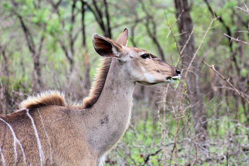 Browsing Greater Kudu by Melanie & Wiebe Hofstra