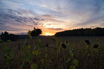 Zonnebloemenveld bij zonsondergang. Bloeitijd voorbij, oogsttijd.