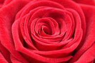 Rote Rose von Sander Maas Miniaturansicht