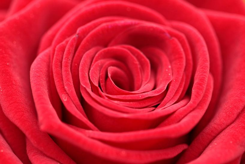 Rose rouge par Sander Maas