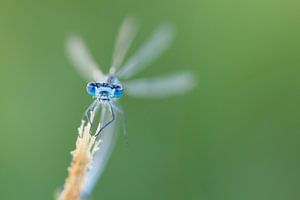 Renifleur d'eau