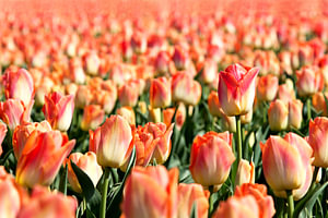 ein Feld mit orangefarbenen Tulpen