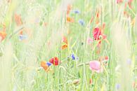 Wildblumenwiese von Karin de Boer Photography Miniaturansicht