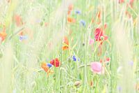 Wild flower meadow