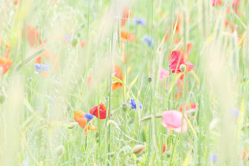 Wildblumenwiese von Karin de Boer Photography