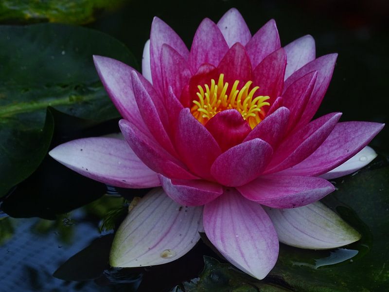 Waterlelie by Sanne Compeer