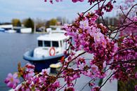 Cherry blossom by Bowspirit Maregraphy thumbnail
