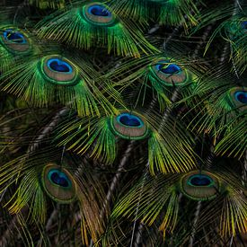 Paon bleu sur Jiri Viehmann