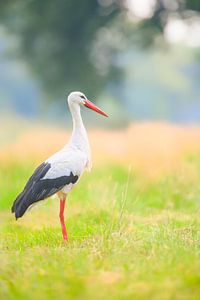 Weißstorchvogel auf einer Wiese