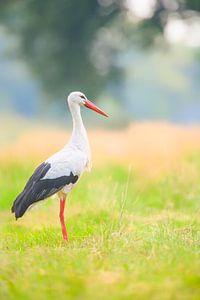 Weißstorchvogel auf einer Wiese von Sjoerd van der Wal Fotografie