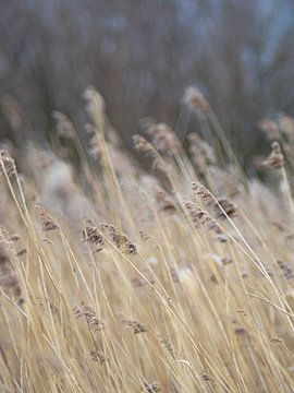 Riet in de wind van Martijn Wit