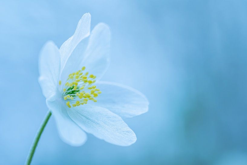 Wood anemone by Christien van der Veen Fotografie