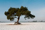 Soester Duinen - Walking tree van Tamara Witjes thumbnail