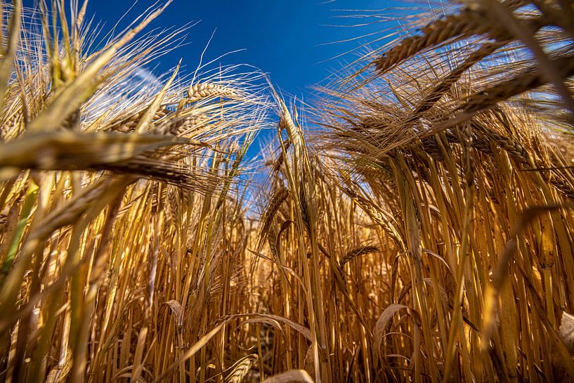 Grain Seen from Below by Brian Morgan
