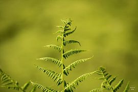 Groene natuur van Photo Julleke