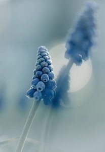 Blumen Teil 468