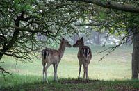 Couple in love
