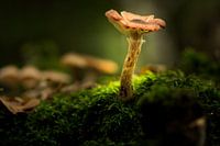 oplichtende paddenstoel