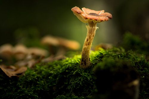 oplichtende paddenstoel