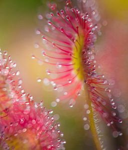Bokeh-Kugeln