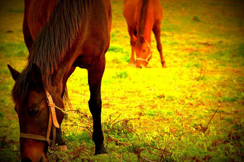 horses by Francisco de Almeida