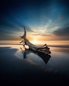 Holz am Meer