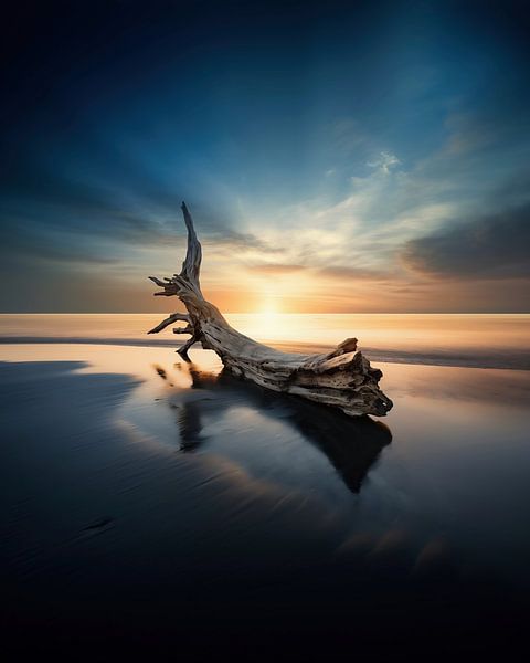 Hout aan zee van fernlichtsicht