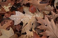 Gouttes de pluie sur une feuille d'automne