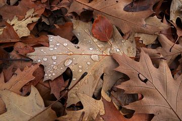 Gouttes de pluie sur une feuille d'automne sur Henk Egbertzen