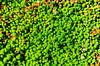 Light Green Succulent Carpet sur Arc One Aperçu