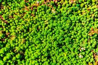 Light Green Succulent Carpet von Arc One Miniaturansicht