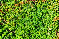 Light Green Succulent Carpet