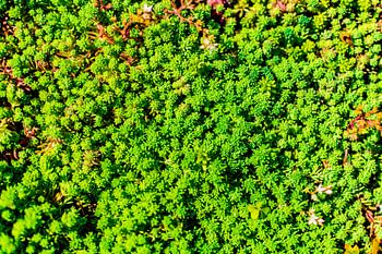 Light Green Succulent Carpet