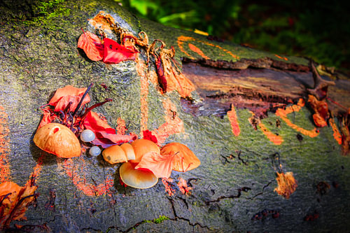 Herbst im Kleinen – Pilze und Blätter auf rauer Rinde