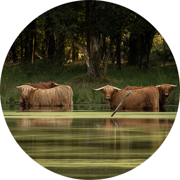 Schotse hooglanders in het water van KB Design & Photography (Karen Brouwer)