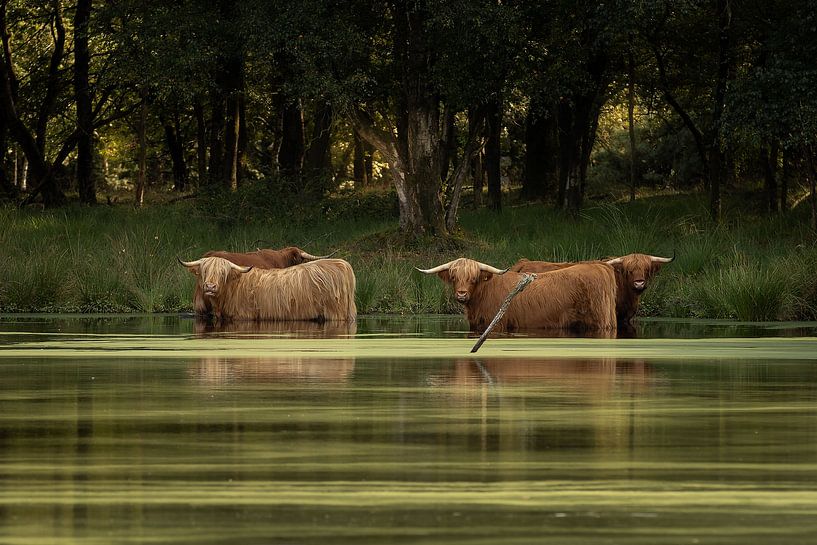Scottish highlanders in the water by KB Design & Photography (Karen Brouwer)