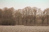 Trees in nature