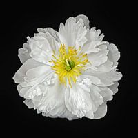 June Beauty