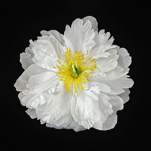 June Beauty