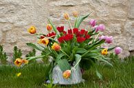 Tulpen in oude theepot op gras bij Franse muur van Susan Hol thumbnail