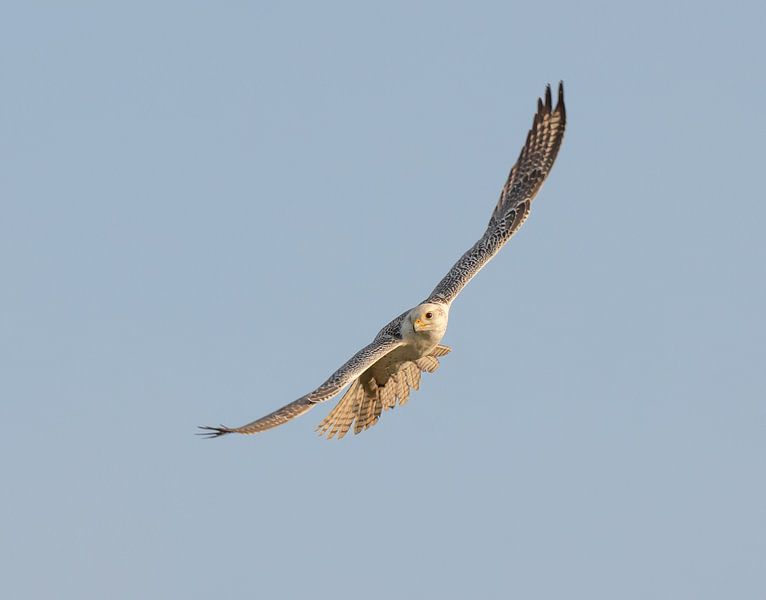 Vulture X sakar falcon during its flight. by Wouter Van der Zwan