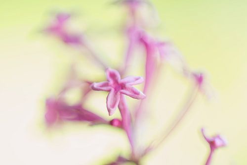 Roze bloem kunstig met een geel kleurende achtergrond