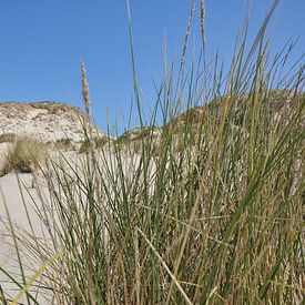 Terschelling dunes by Mirthe Groen