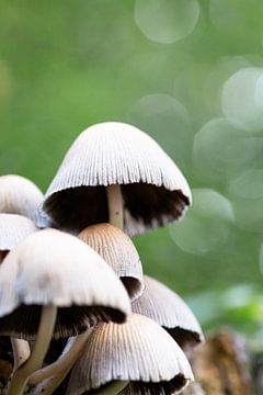 Champignons dans la forêt sur Suzanne van Saase