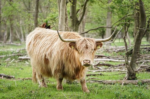 Highlander in den Wäldern